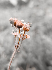 Close-up minimal flower on gray background
