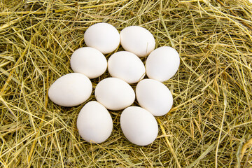 fresh chicken white eggs on the hay. View from above