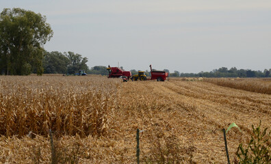 Obraz premium Corn harvesting machines, in a plantation after Uba Drought
