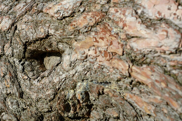 The bark of an old tree in the sunlight. Natural background. Old tree close-up.