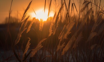 Obraz premium a forest of reeds at sunset _Generative AI