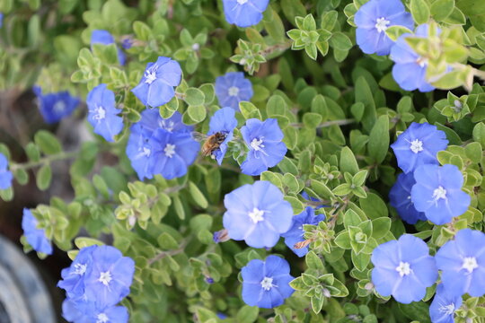 群生するBlue dazeの花