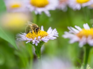 Obraz premium a bee on a flower near some yellow flowers and green leaves