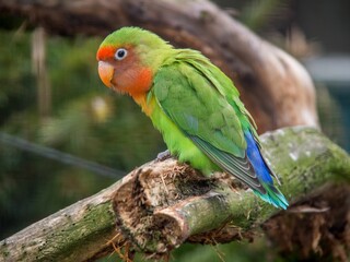 Vibrant and colorful loverbird perched on a barren tree branch against a backdrop of nature