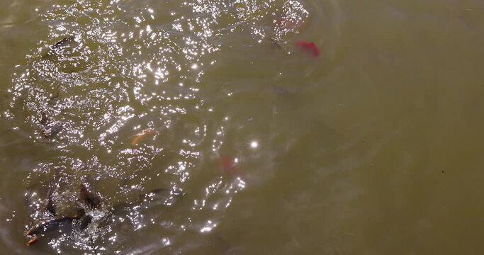 different types of fish in dirty swamp water during feeding, a large number of hungry fish that are fed bread