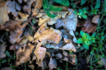 Fototapeta premium Closeup of dried leaves in autumn