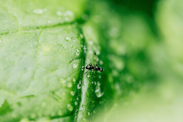 Flying Ant