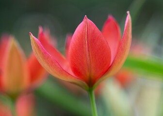 red tulip flowers growing on top of each other in the grass