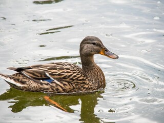 duck swimming in water near rock shore with ripples and ripplers