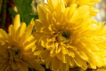 Vibrant bouquet of yellow chrysanthemums artfully arranged in a conical shape