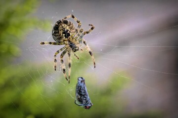 Close-up of a European garden spider spinning its web with  insect caught in the center