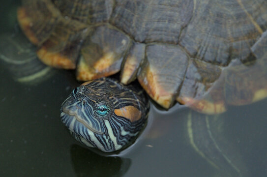 Portrait of a tortoise partially submerged in water. Brown shell with orange and yellow stripes on the edges. Blue and black striped pattern on its neck.