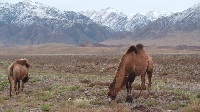 Bactrian camel grazing , also known as the Mongolian camel, domestic Bactrian camel or two-humped camel