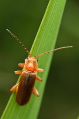 Closeup of a Common Red Soldier Beetle perched on the green leaf with a blurry background