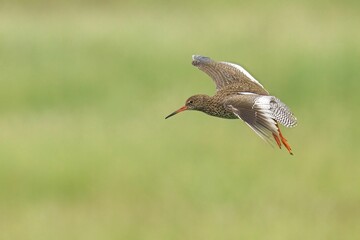 Closeup of a Common Redshank in flight with a blurry background