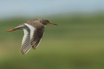 Closeup of a Common Redshank in flight with a blurry background