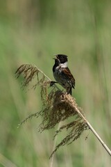 Closeup of a Male Common Reed Bunting perched on the branch with a blurry background
