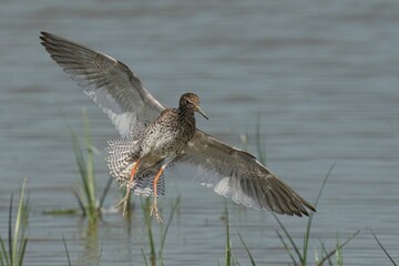 Closeup of a Common Redshank in flight with a blurry background