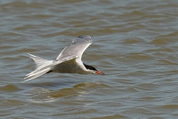 Closeup of a Common Tern in flight with a blurry background
