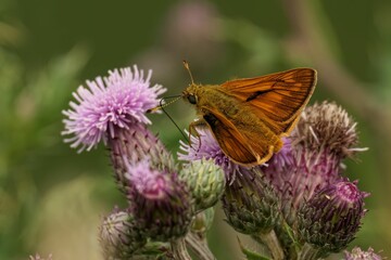 Closeup of a Large Tortoiseshell perched on the flower with a blurry background