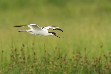 Closeup of a Pied Avocet in flight on a sunny day