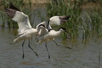 Closeup of a Pied Avocet in flight on a sunny day