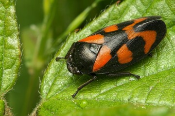 Closeup of a Red-And-Black Froghopper on a lush green on a sunny day