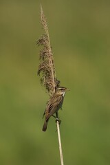 Closeup of a Male Sedge Warbler perched on a branch with a blurry background