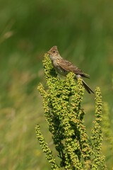 Closeup of a Male Sedge Warbler perched on a branch with a blurry background