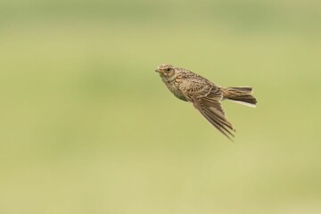 Closeup of a Skylark soaring with a blurry background