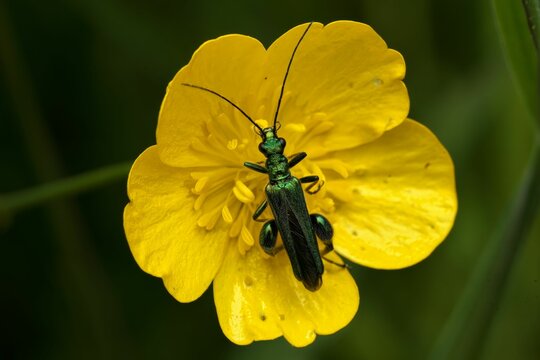 Closeup of a Swollen-Thighed Bettle - Oedemera Nobilis perched on a yellow flower