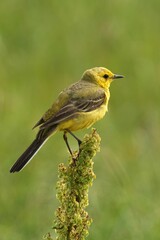 Closeup of a Yellow Wagtail perched atop a branch with a blurry background