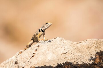 a close up of a small lizard on a rock, with sand around it