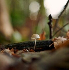 a small white mushroom sitting on top of leaves and twigs