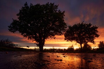 two trees in a flooded roadway with the sun setting in the background