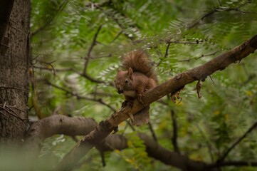 Closeup of a squirrel perched on a branch of a green tree