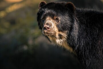 Close up shot of an adorable black bear in its natural habitat