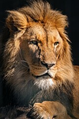 Close up shot of an adorable lion in its natural habitat