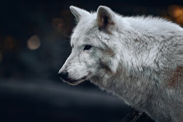 Close up shot of an adorable white wolf in its natural habitat