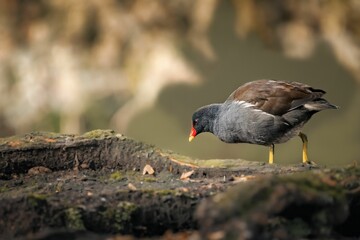 Close-up shot of an adorable Common moorhen in its natural habitat