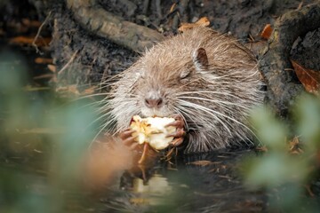 Close-up shot of an adorable Nutria in its natural habitat