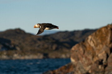 atlantic puffin greenland