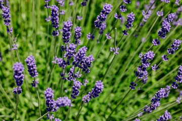Obraz premium a closeup of small lavender flowers growing in the grass