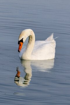 White Duck swimming gracefully in a peaceful body of water during the day