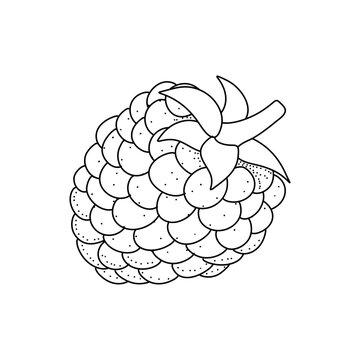 Raspberry hand drawn vector illustration. Raspberries sketch. Vector illustration isolated on white background