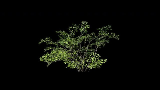 Beautiful growing deciduous bush animation with wind in side view. 3D animated realistic tree with alpha channel ( transparent background). HQ motion graphic.
