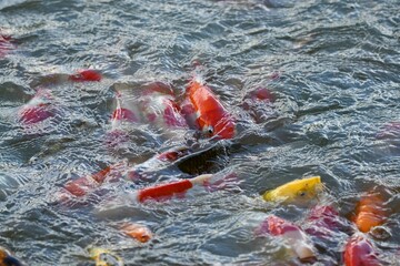 red and yellow fish