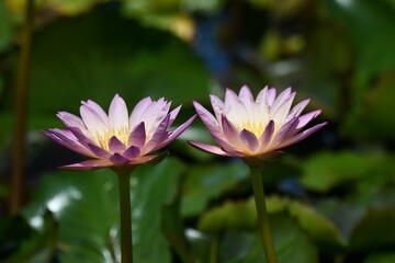 purple lotus flower