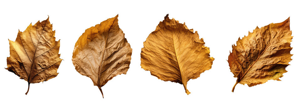 Dried Leaf Images – Browse 1,178,940 Stock Photos, Vectors, and Video