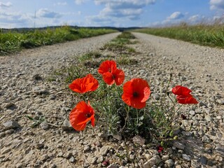 Closeup of red poppy flowers on a dirt road